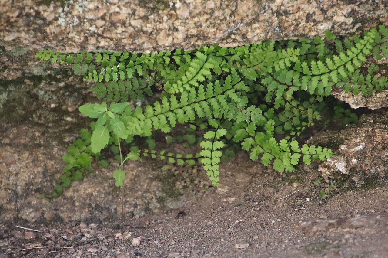 Western spleenwort: Western spleenwort ( Asplenium vespertinum ) in the United States