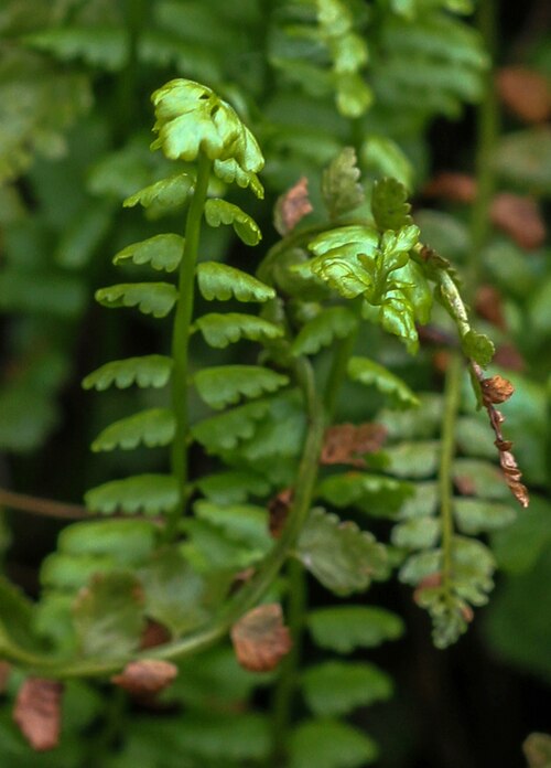 Asplenium viride: Alpengarten Villacher Alpe : Grünstieliger_Streifenfarn