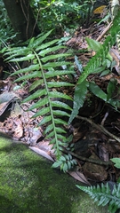 Asplenium wrightii (Asplenium wrightii)