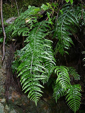 Asplenium wrightii: Asplenium wrightii:クルマシダ 2015/07/18 和歌山県田辺市:Tanabe City. Wakayama Pref. Japan