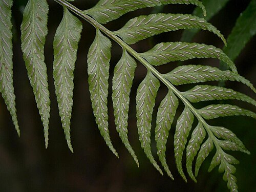 Asplenium wrightii: Asplenium wrightii:クルマシダ 2014/09/21 和歌山県田辺市:Tanabe City. Wakayama Pref. Japan