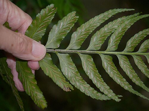 Asplenium wrightii: Asplenium wrightii:クルマシダ 2014/09/21 和歌山県田辺市:Tanabe City. Wakayama Pref. Japan