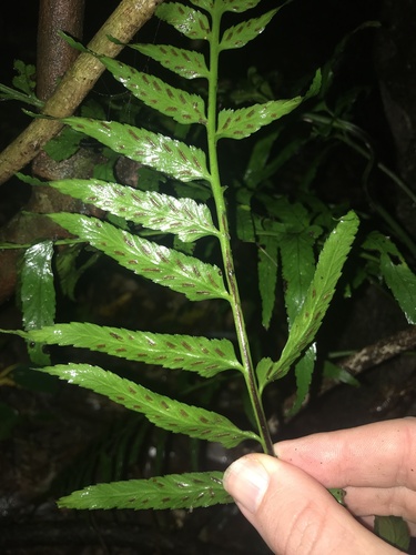 Asplenium wrightii (Asplenium wrightii)