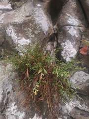 Spleenwort (Asplenium × alternifolium)