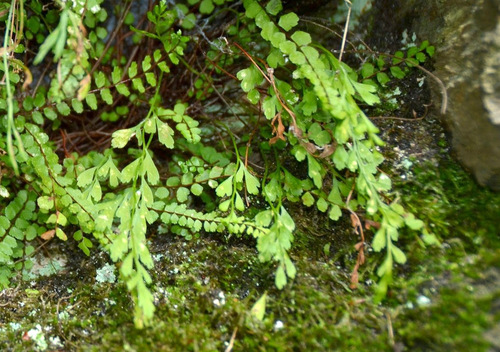Spleenwort (Asplenium × alternifolium)