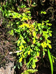 Spleenwort (Asplenium × alternifolium)
