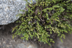 Spleenwort (Asplenium × alternifolium)