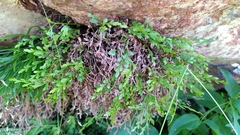 Spleenwort (Asplenium × alternifolium)