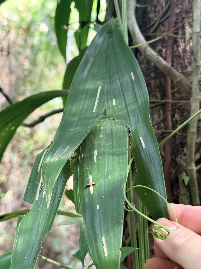 Asplundia polymera (Asplundia polymera)