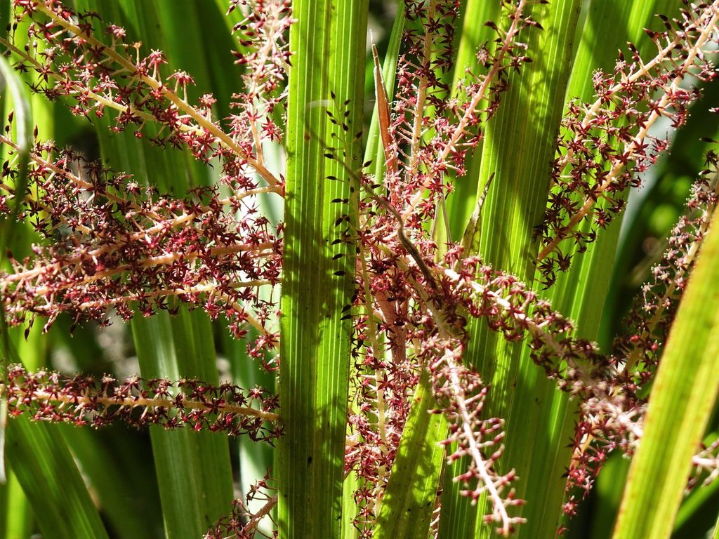 Astelia trinervia (Astelia trinervia)