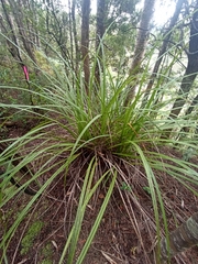 Astelia trinervia (Astelia trinervia)