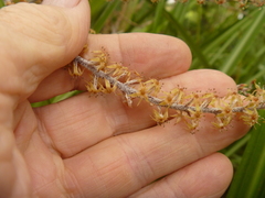 Astelia trinervia (Astelia trinervia)