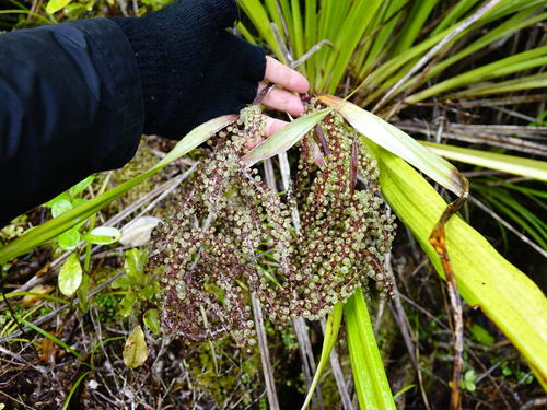 Astelia trinervia (Astelia trinervia)