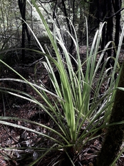 Astelia trinervia (Astelia trinervia)
