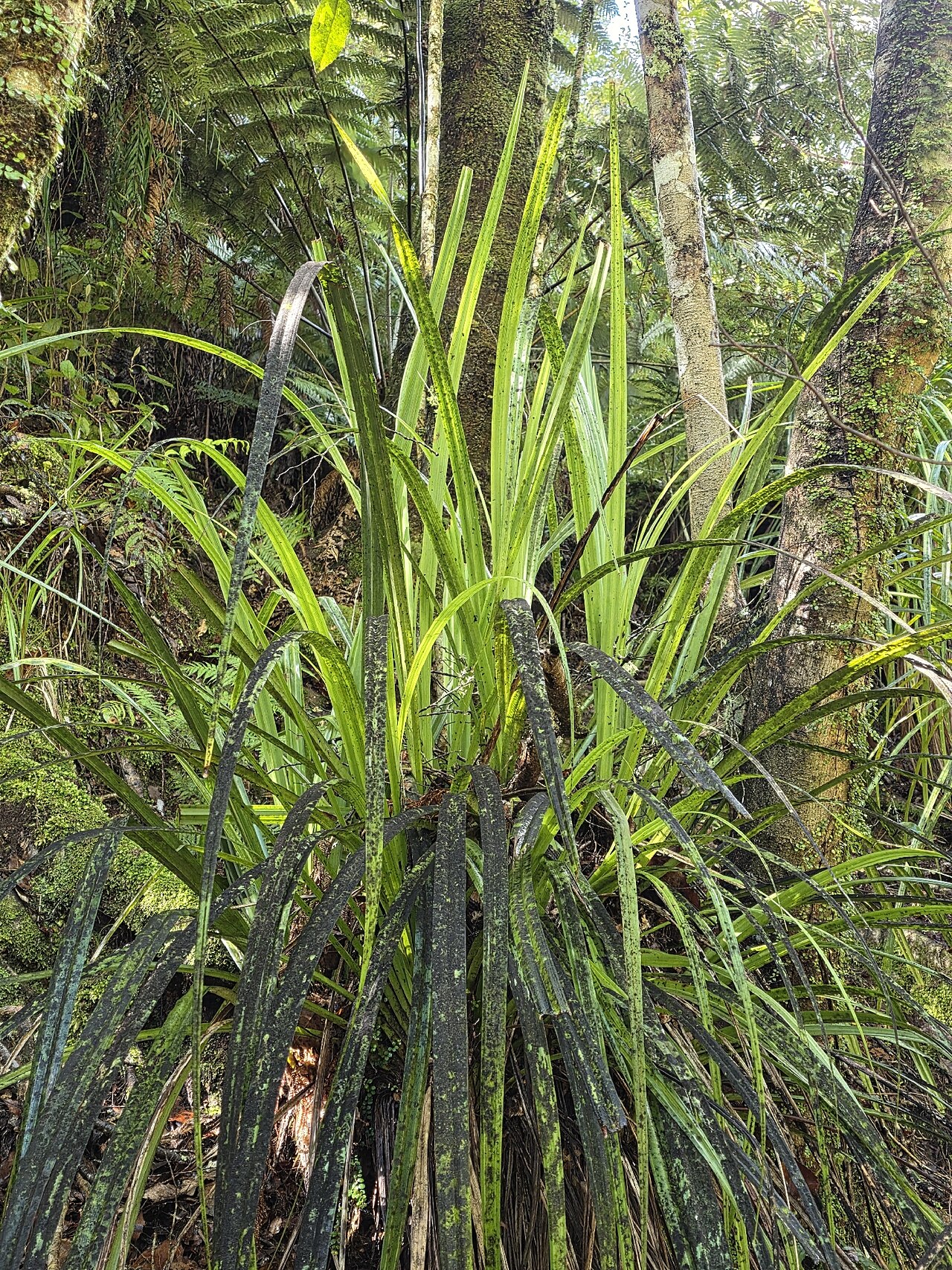 Astelia trinervia: Kauri Grass ( Astelia trinervia ) in New Zealand