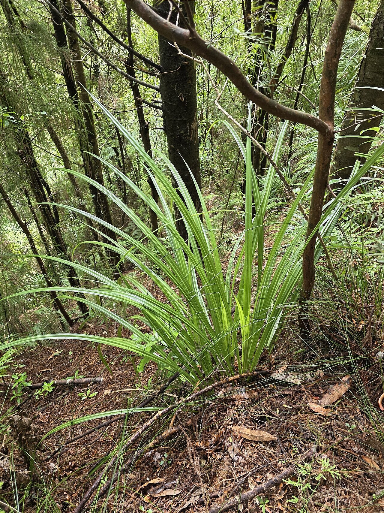 Astelia trinervia: Kauri Grass ( Astelia trinervia ) in New Zealand