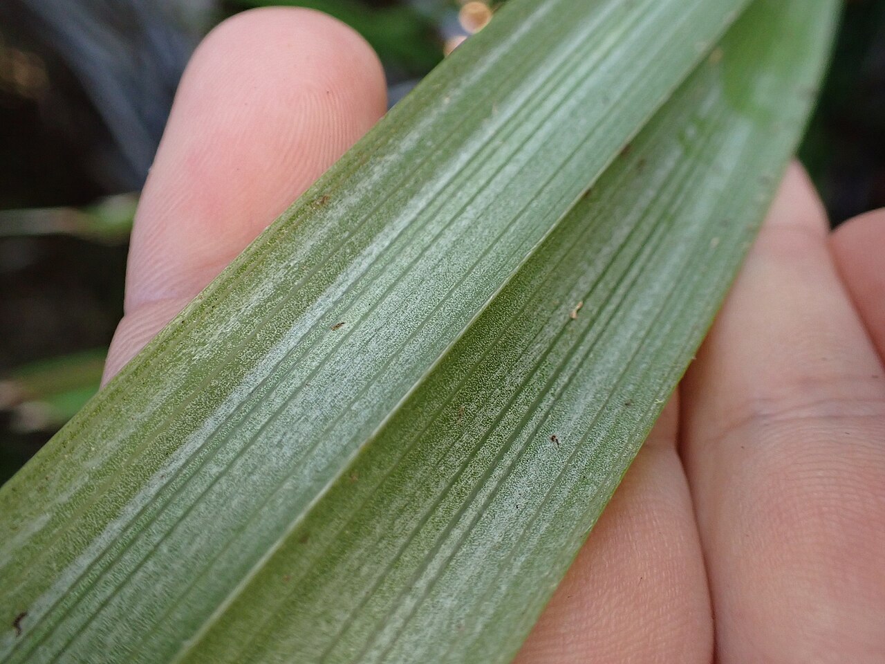 Astelia trinervia: Kauri Grass ( Astelia trinervia ) in New Zealand