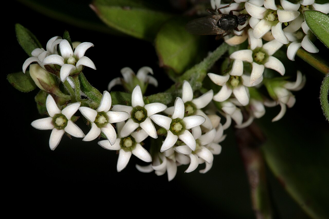 Astephanus triflorus: Astephanus triflorus , flowers; Cape Point Nature Reserve, Cape Town, Western Cape, South Africa