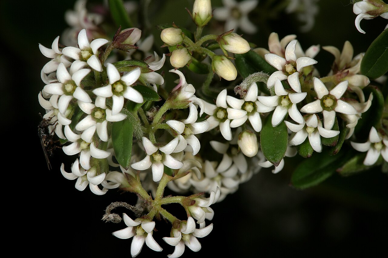 Astephanus triflorus: Astephanus triflorus , flowers (with visiting fly); Cape Point Nature Reserve, Cape Town, Western Cape, South Africa