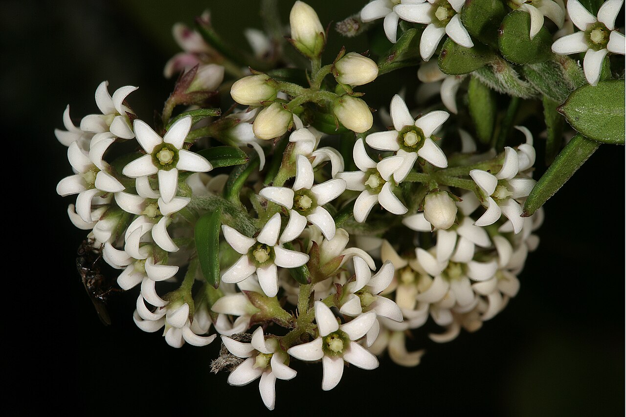 Astephanus triflorus: Astephanus triflorus , flowers (with visiting fly); Cape Point Nature Reserve, Cape Town, Western Cape, South Africa