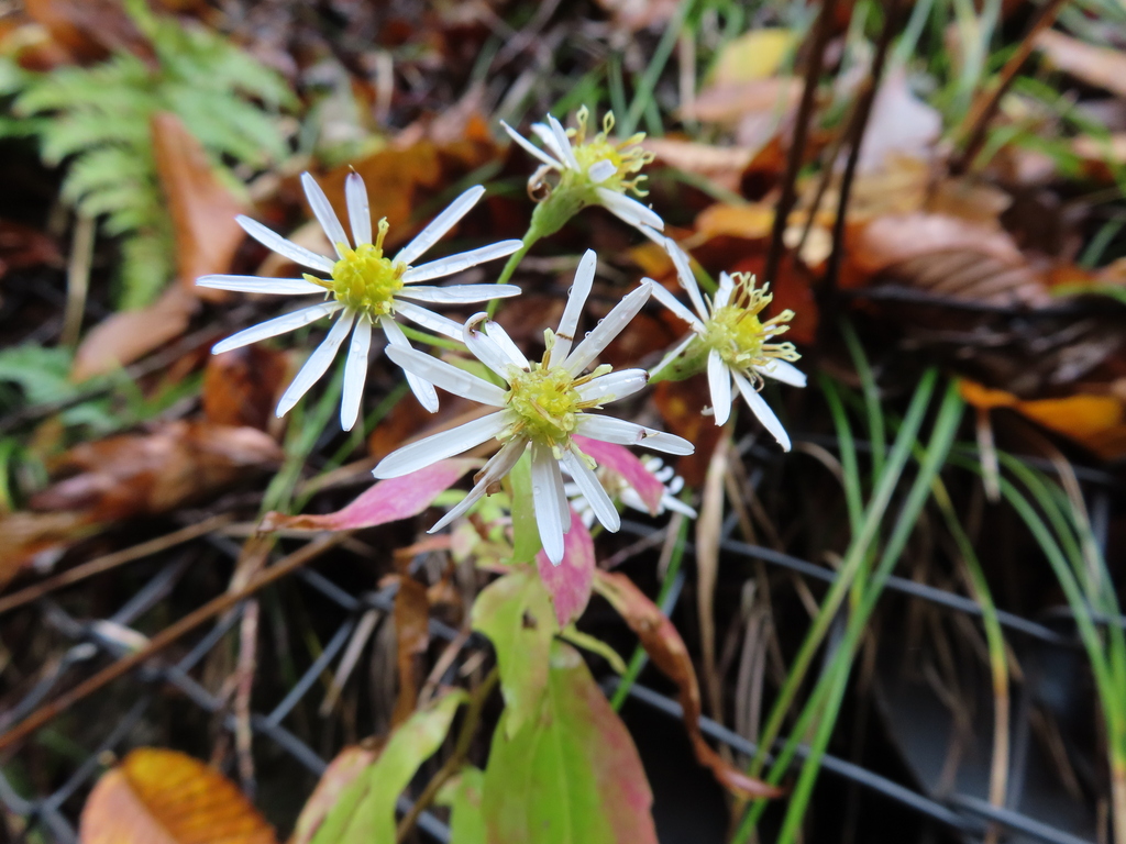 Aster ageratoides (Aster ageratoides)