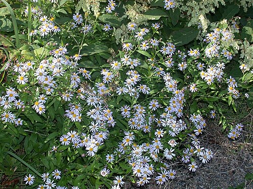 Aster ageratoides: Name Aster ageratoides subsp. ovatus (ノコンギク) Family Asteraceae Date;2006,10;Hiki,Sirahama town, Wakayama prefecture, Japan Author;Keisotyo