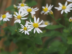 Aster ageratoides (Aster ageratoides)