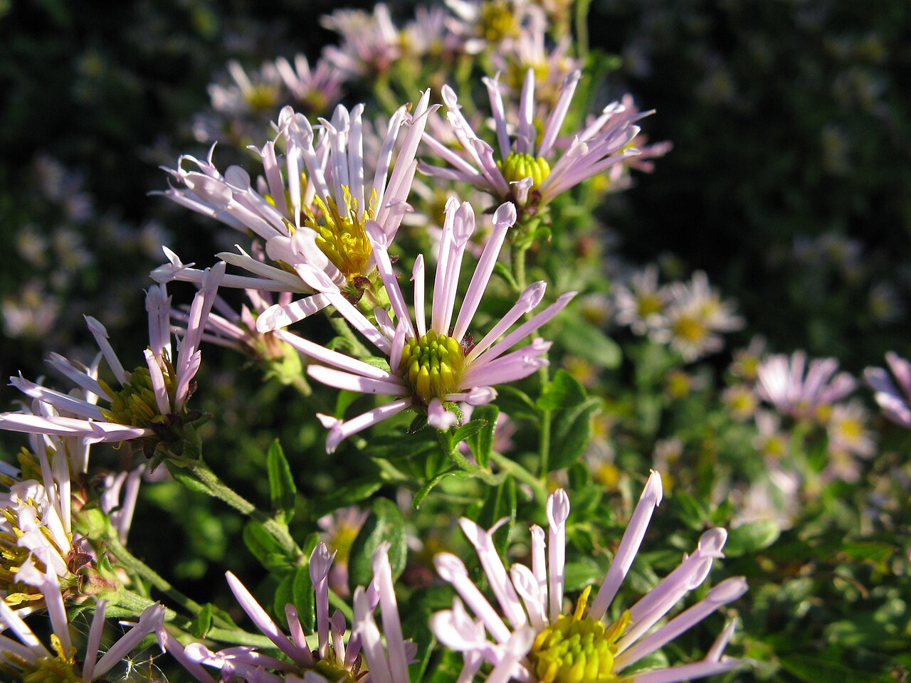 Aster ageratoides: Aster ageratoides subsp. tubulosus
