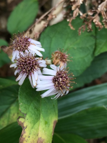 Aster ageratoides (Aster ageratoides)