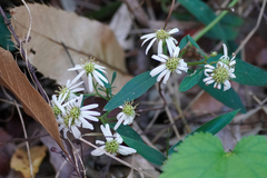 Aster ageratoides (Aster ageratoides)