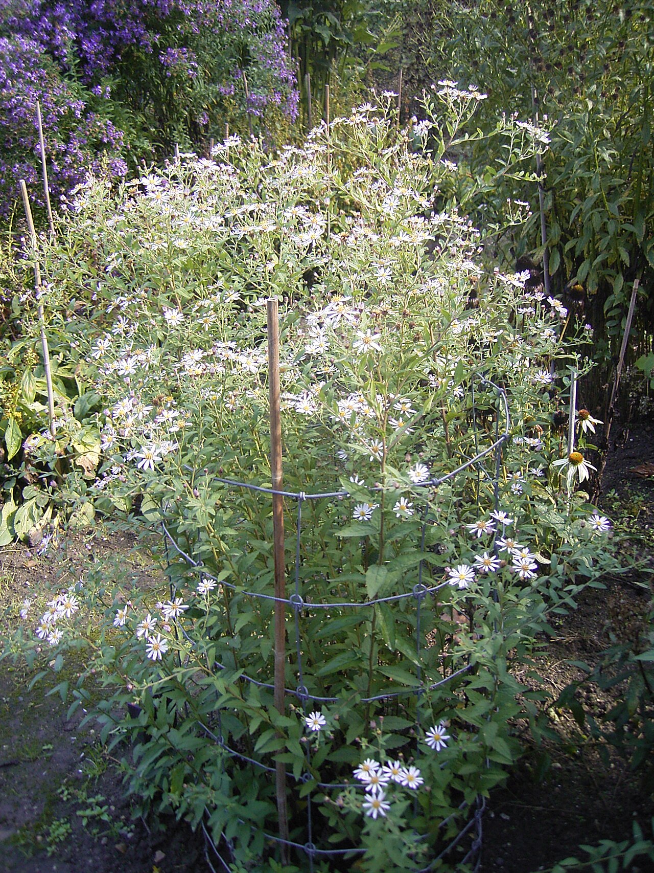 Aster ageratoides: Deze foto toont de Aster ageratoides . Ik nam de foto in het arboretum in Wageningen . This photo shows Aster ageratoides . I took the photo in the arboretum in