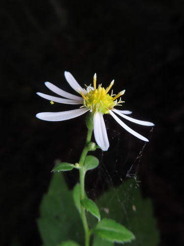 Aster ageratoides (Aster ageratoides)