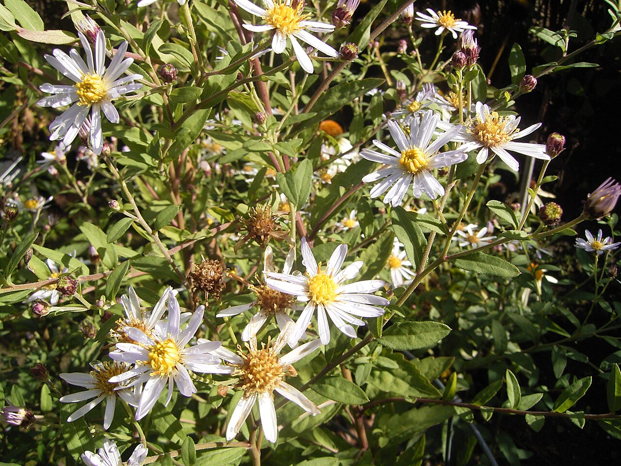 Aster ageratoides: Deze foto toont de Aster ageratoides . Ik nam de foto in het arboretum in Wageningen . This photo shows Aster ageratoides . I took the photo in the arboretum in