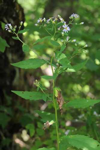 Aster ageratoides (Aster ageratoides)