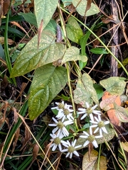 Aster ageratoides (Aster ageratoides)