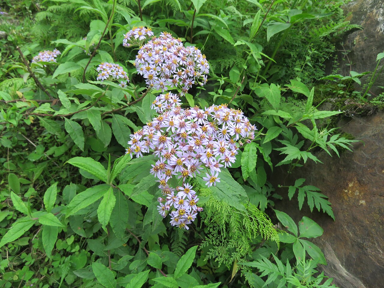Aster albescens: Photos from Valley of Flowers trip during LGFC - VOF 2019