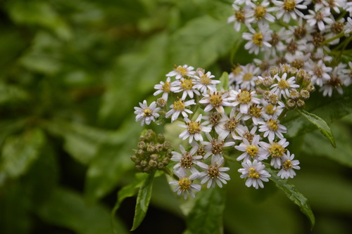 Aster albescens (Aster albescens)