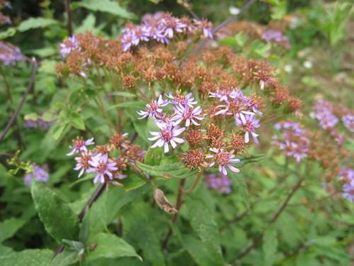 Aster albescens (Aster albescens)