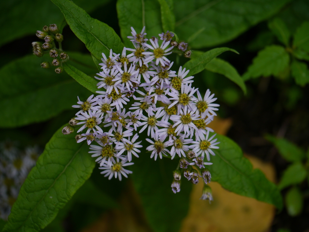 Aster albescens (Aster albescens)