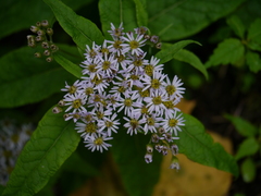 Aster albescens (Aster albescens)