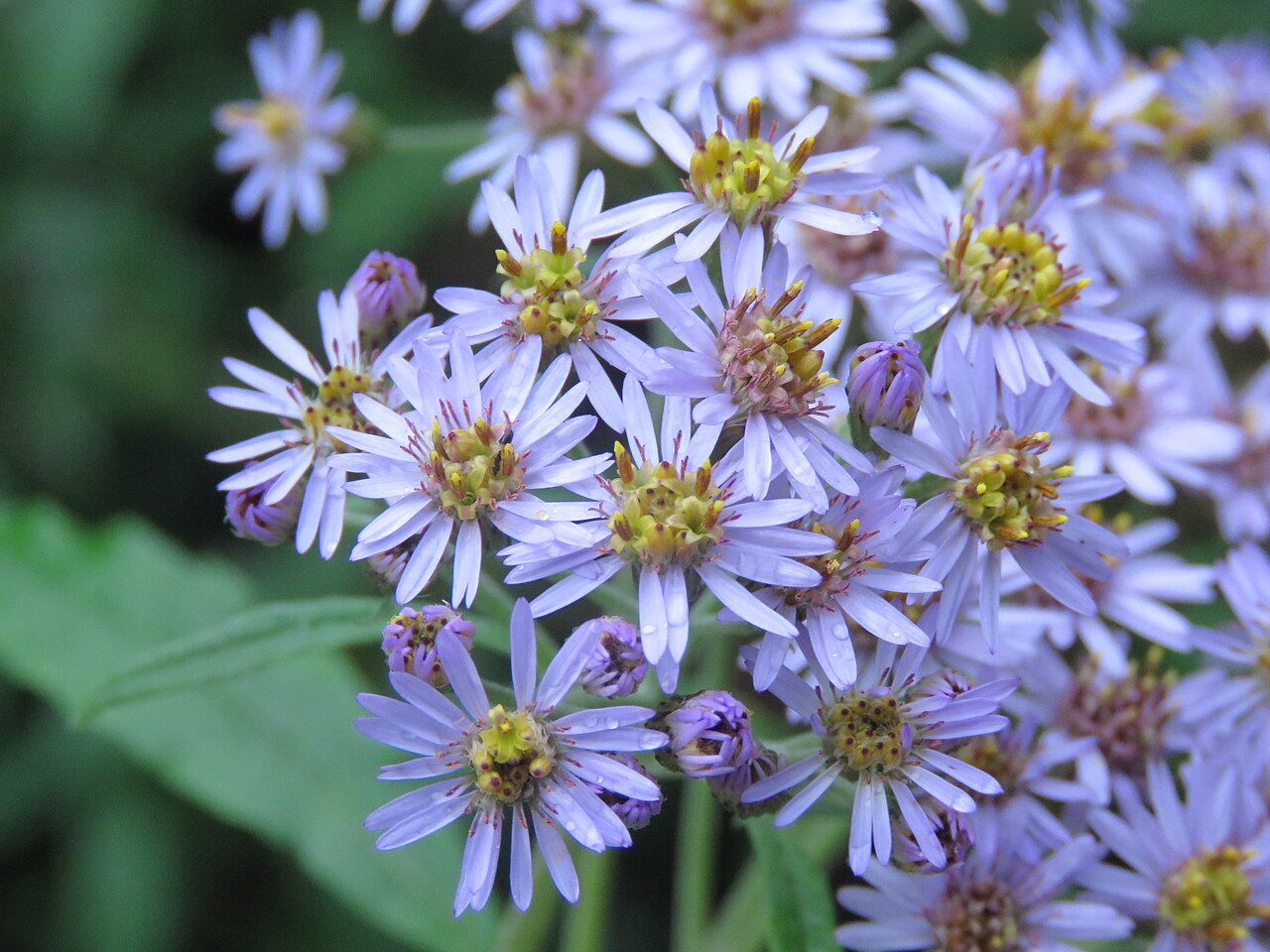 Aster albescens: Photos from Valley of Flowers trip during LGFC - VOF 2019