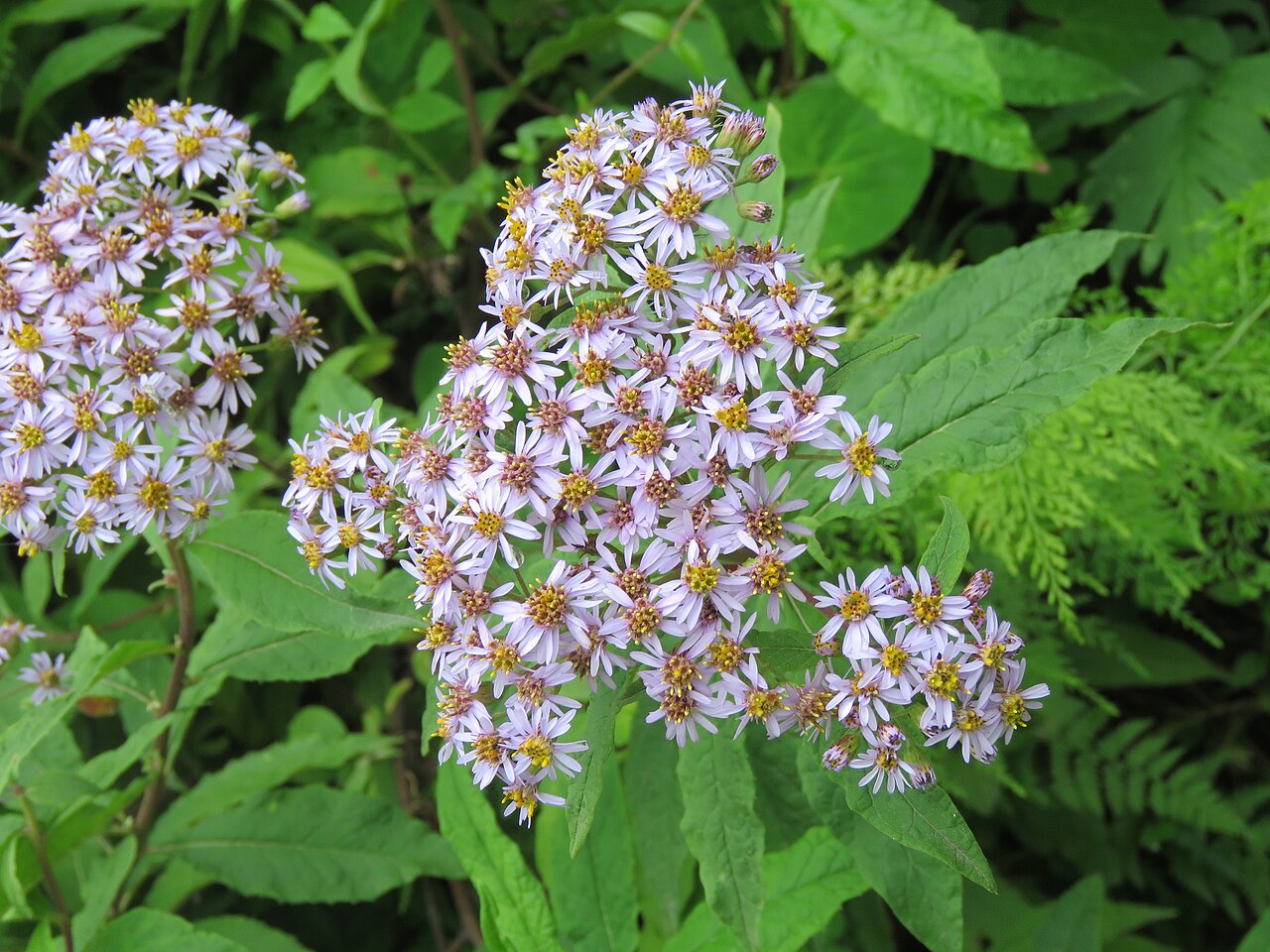 Aster albescens: Photos from Valley of Flowers trip during LGFC - VOF 2019