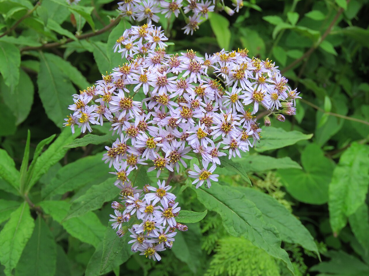 Aster albescens: Photos from Valley of Flowers trip during LGFC - VOF 2019