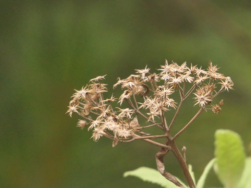 Aster albescens (Aster albescens)