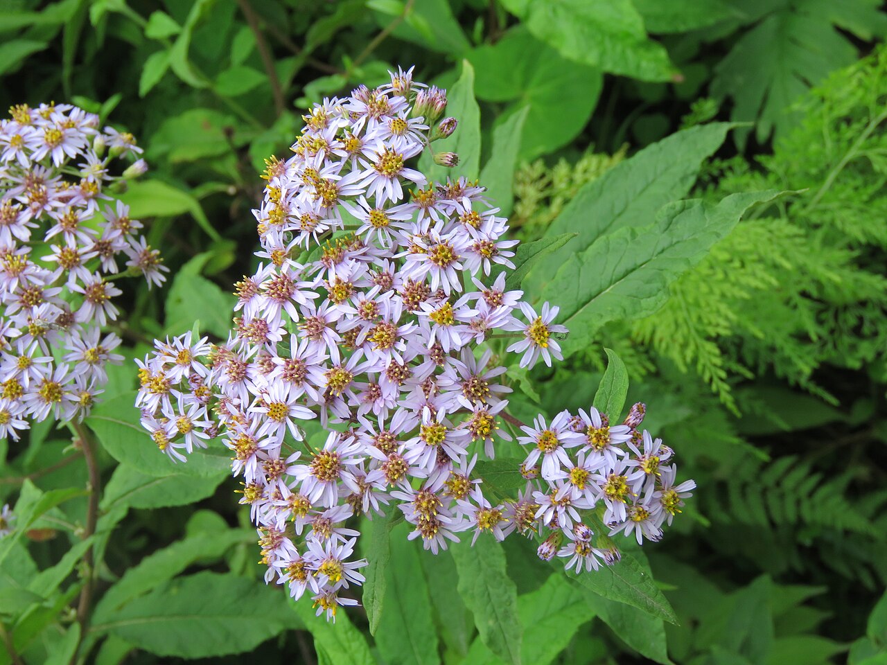 Aster albescens: Photos from Valley of Flowers trip during LGFC - VOF 2019