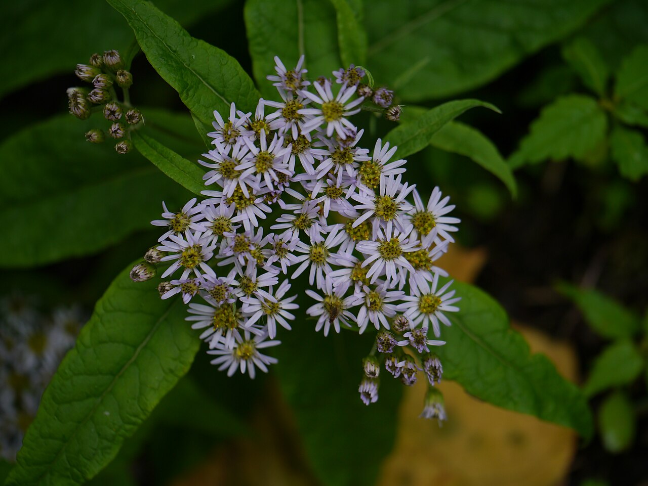 Aster albescens: Aster albescens