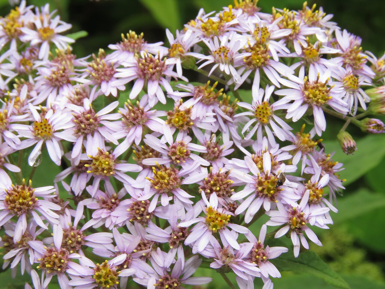 Aster albescens: Photos from Valley of Flowers trip during LGFC - VOF 2019