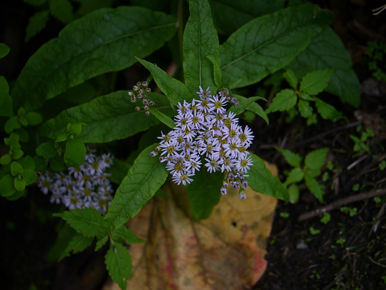 Aster albescens: Aster albescens