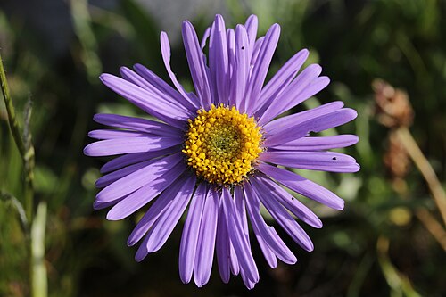Alpine aster: Alpine Aster - Aster alpinus