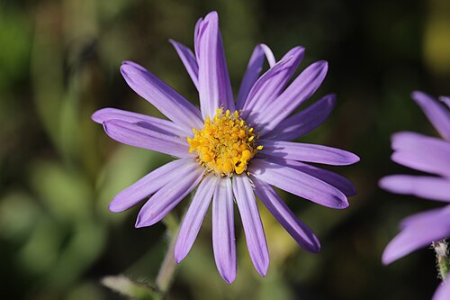 Alpine aster: Alpine Aster - Aster alpinus